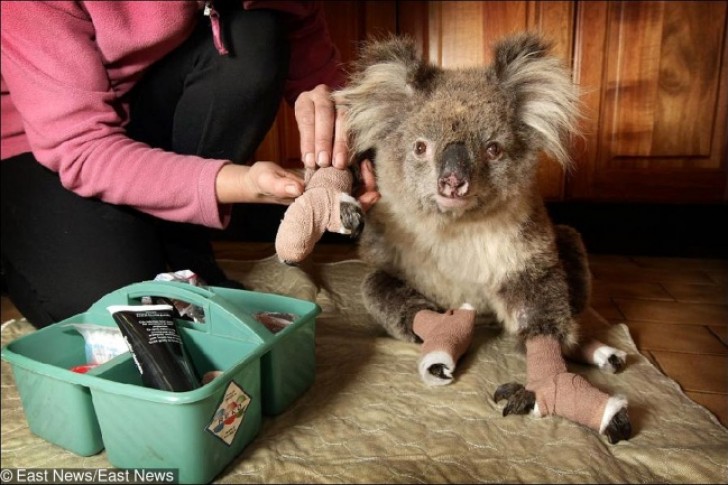 7. Ein Koala wird aus einem Feuer gerettet