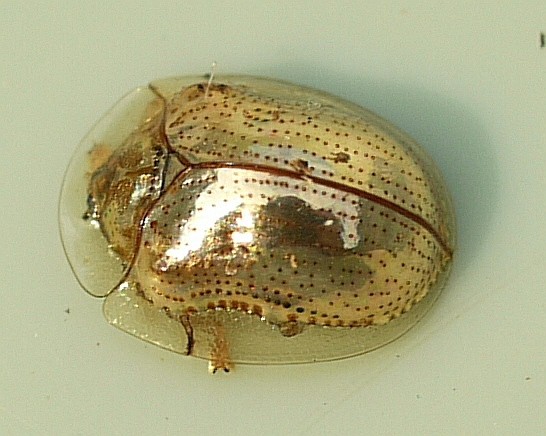 4. Charidotella Sexpunctata, ou Casside dorée, vit en Amérique du Nord et du Sud