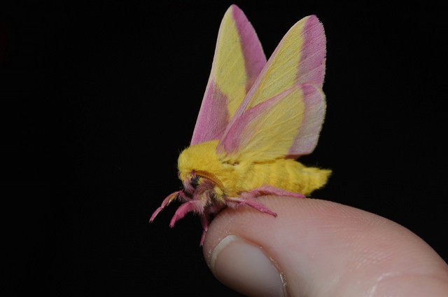 8. Dryocampa rubicunda o Farfalla di acero rosa, vive in Nord America e in Canada