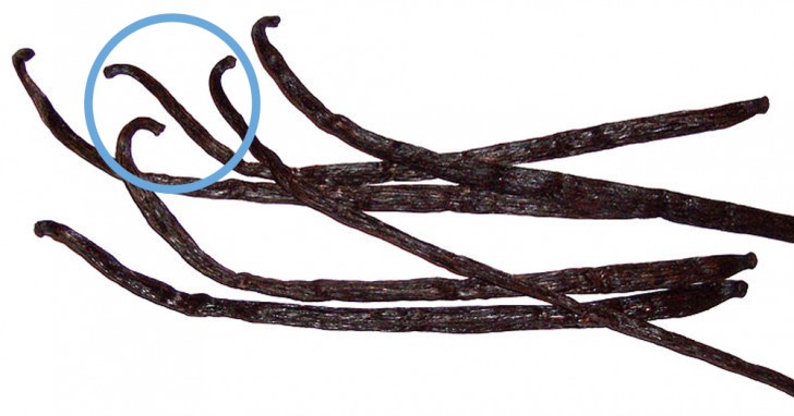Les gousses de vanille ont une couleur similaire au chocolat noir et sont élastiques, en plus d'avoir des boucles aux extrémités.