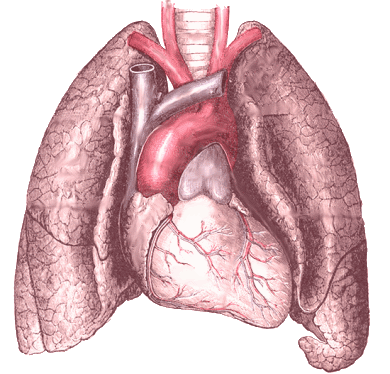7. L'area totale dei polmoni umani equivale a quella di un campo da tennis.