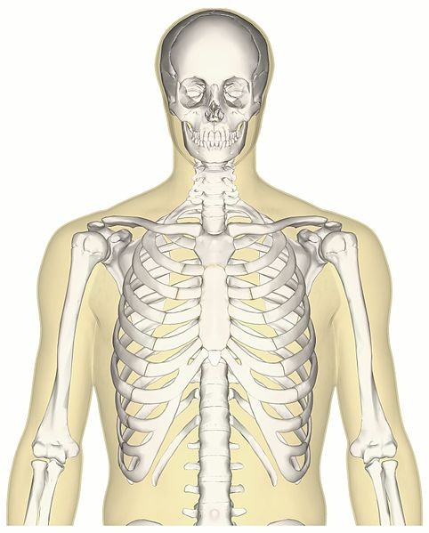 9. Die Knochen des menschlichen Körpers sind gleichzeitig hart und elastisch.