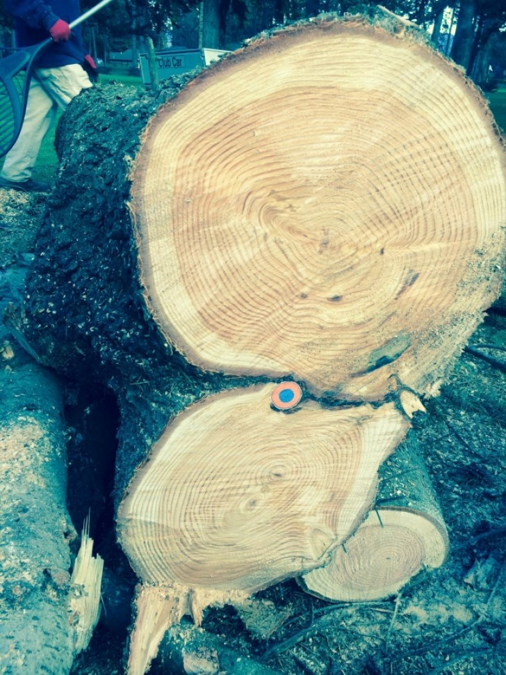 13. Este tronco ha creido alrededor a una pelota de golf.