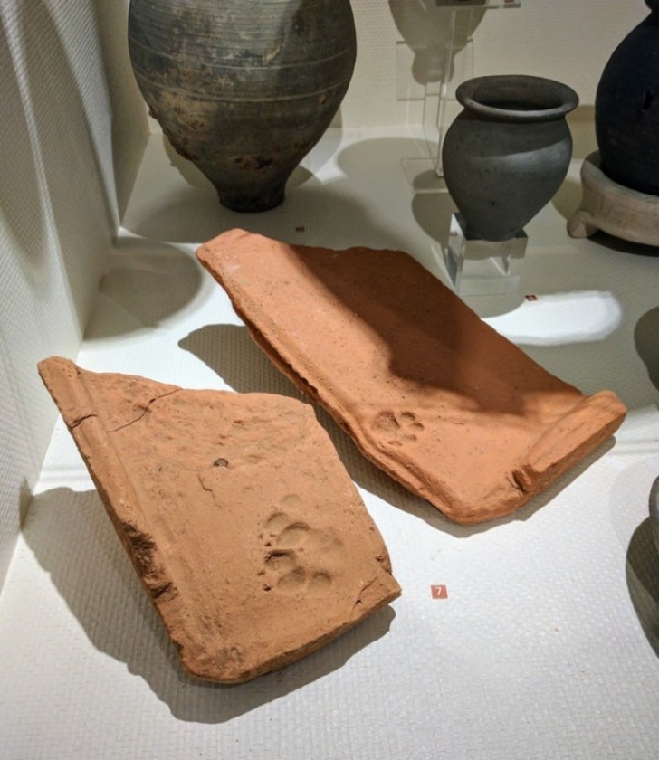 2. Queste tegole romane risalenti al II secolo riportano le impronte di un gatto: anche all'epoca erano molto dispettosi!