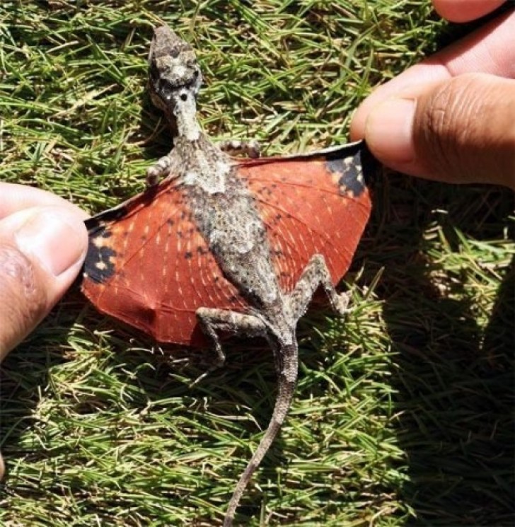 17. En Indonesia el lagarto asemeja a los pequeños dragones.