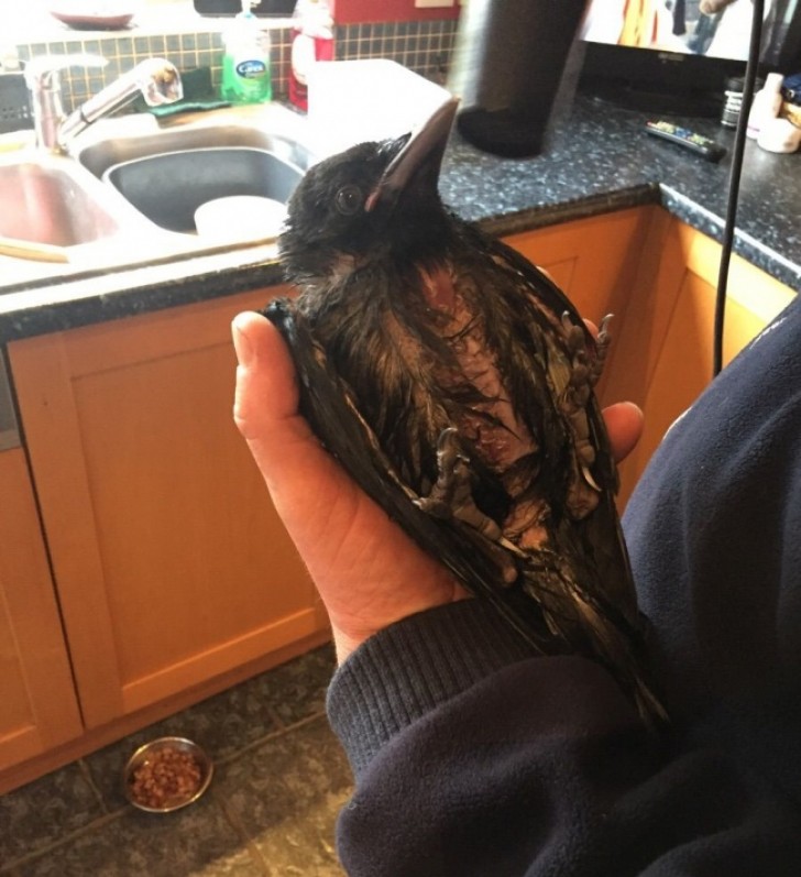 22. Regrese a casa y encontre a mi padre secando las plumas de un cuervo.