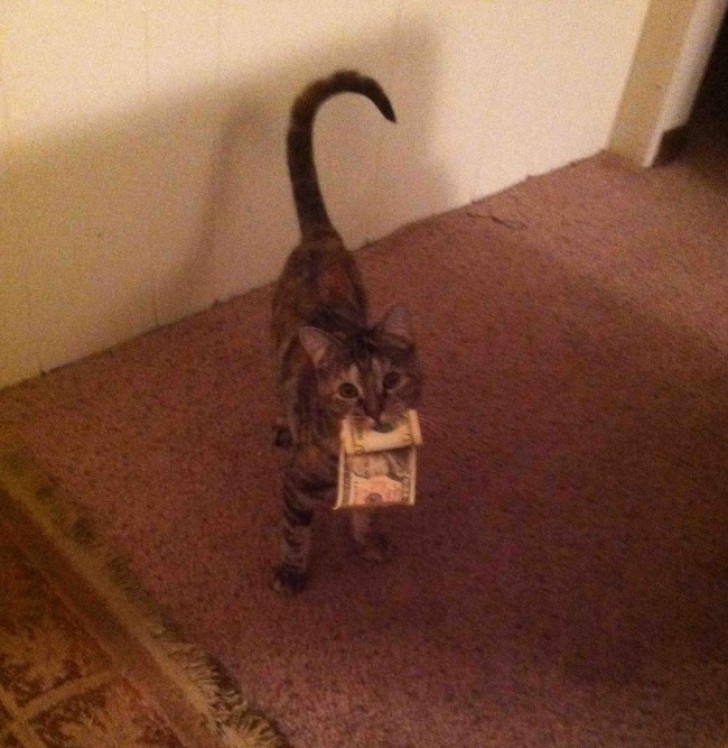 25. Mi gato me devolvio en casa un billete de 10 dolares.