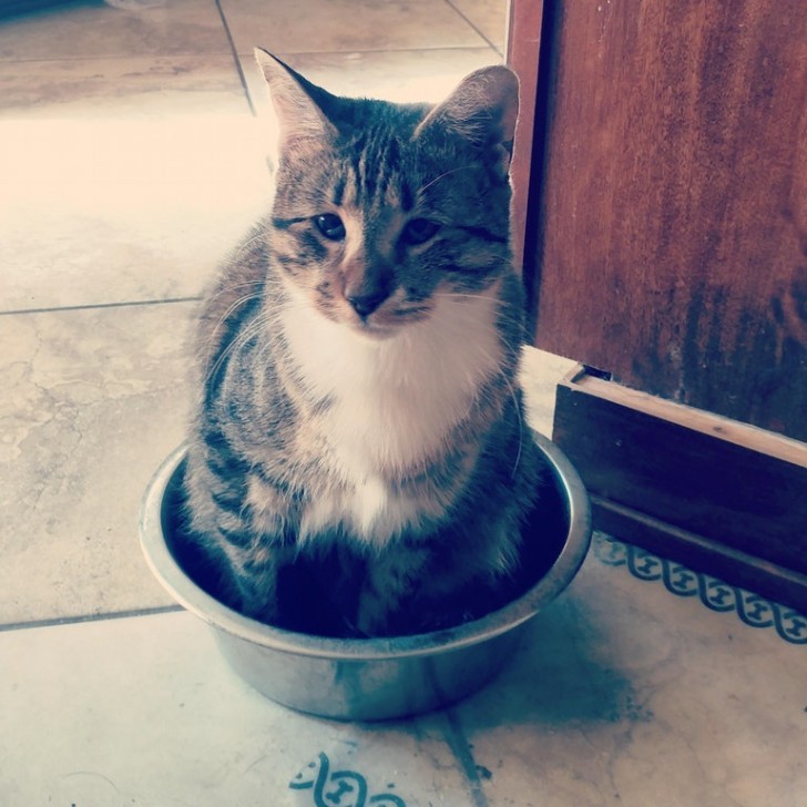 El modo en que mi gatita no vidente me comunica que ha terminado el agua de su plato.