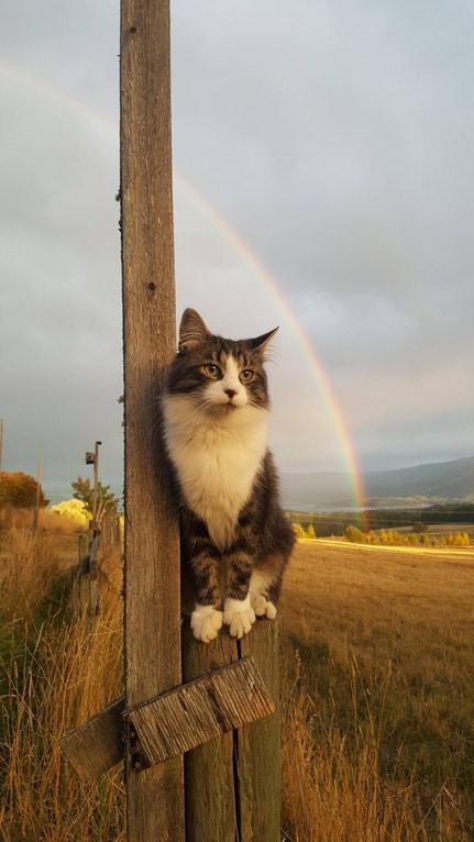 El gato de mi abuela fotografiado en el mejor instante.