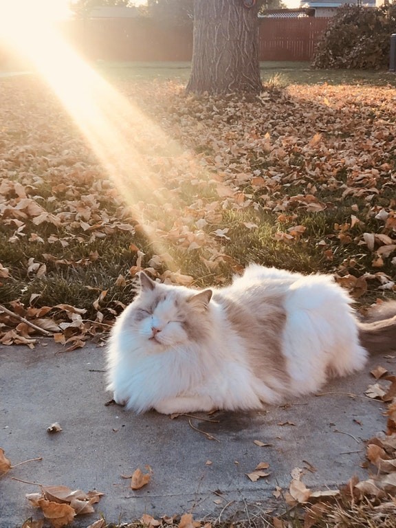 Mijn kat houdt eenvoudigweg van de herfst.