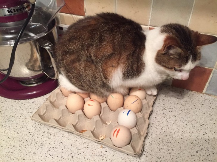 Van alle plekken in huis waar de kat kan slapen, koos hij de eierdoos.