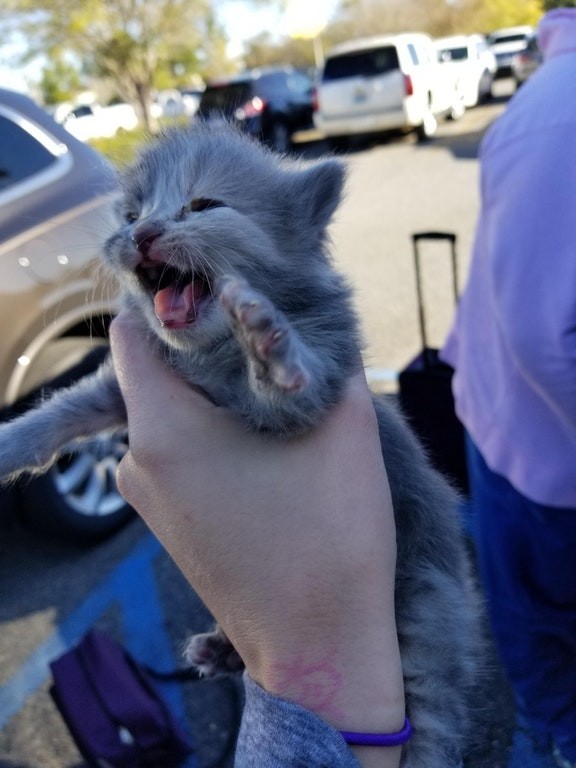 I missed my plane just to take this baby kitten back home!