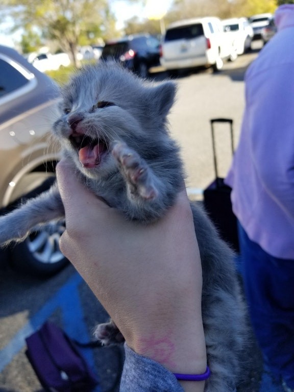 He perdido el avion solo para llevar a casa este pequeño!