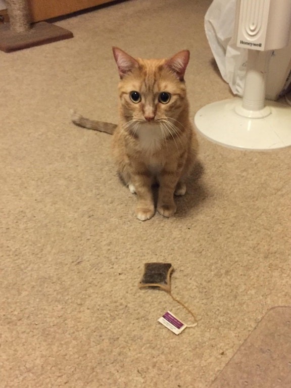 My cat does not bring me mice or birds, just tea bags.