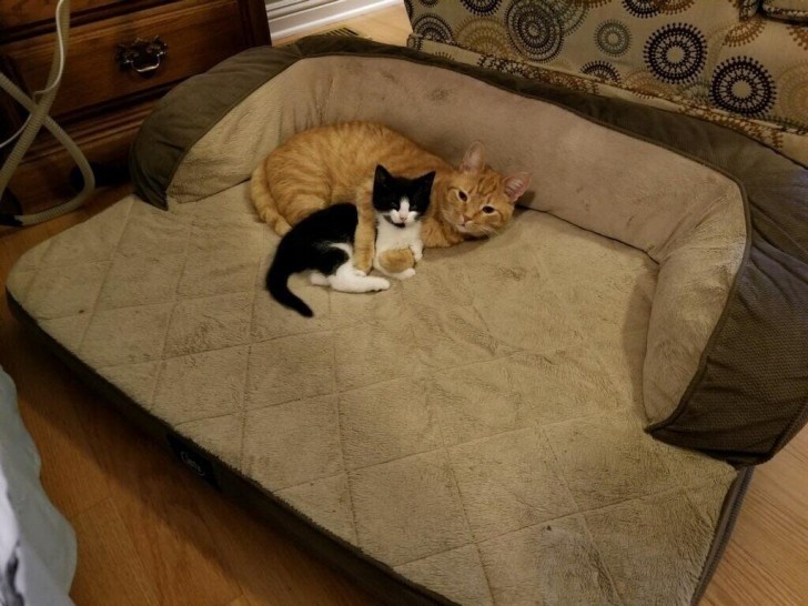 He entendido dos cosas desde cuando he llevado este gatito a casa: que èl ha encontrado un amigo y que mi perro no tiene mas una cucha!