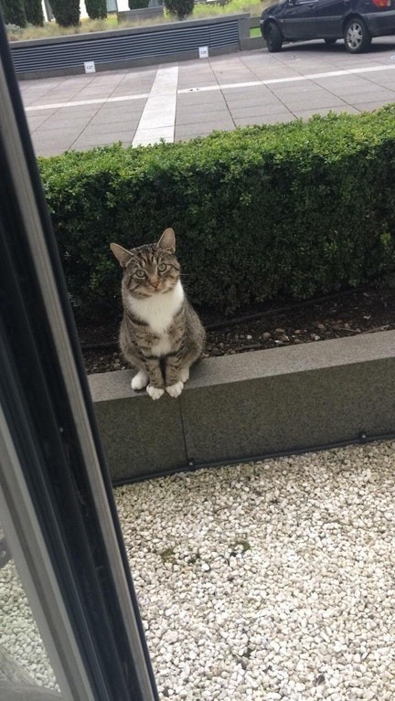 Our neighbor's cat stops by every day to see our cat so that they can play together.