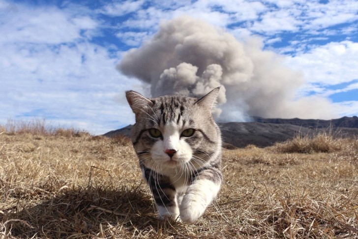 The tough badass cats do not look back at the explosion!