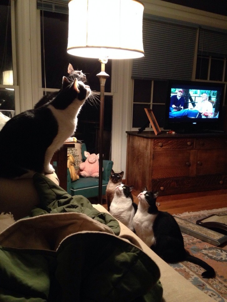 Staring at the lamp is more interesting for these five cats than playing with the soft toys or watching the two men on television!