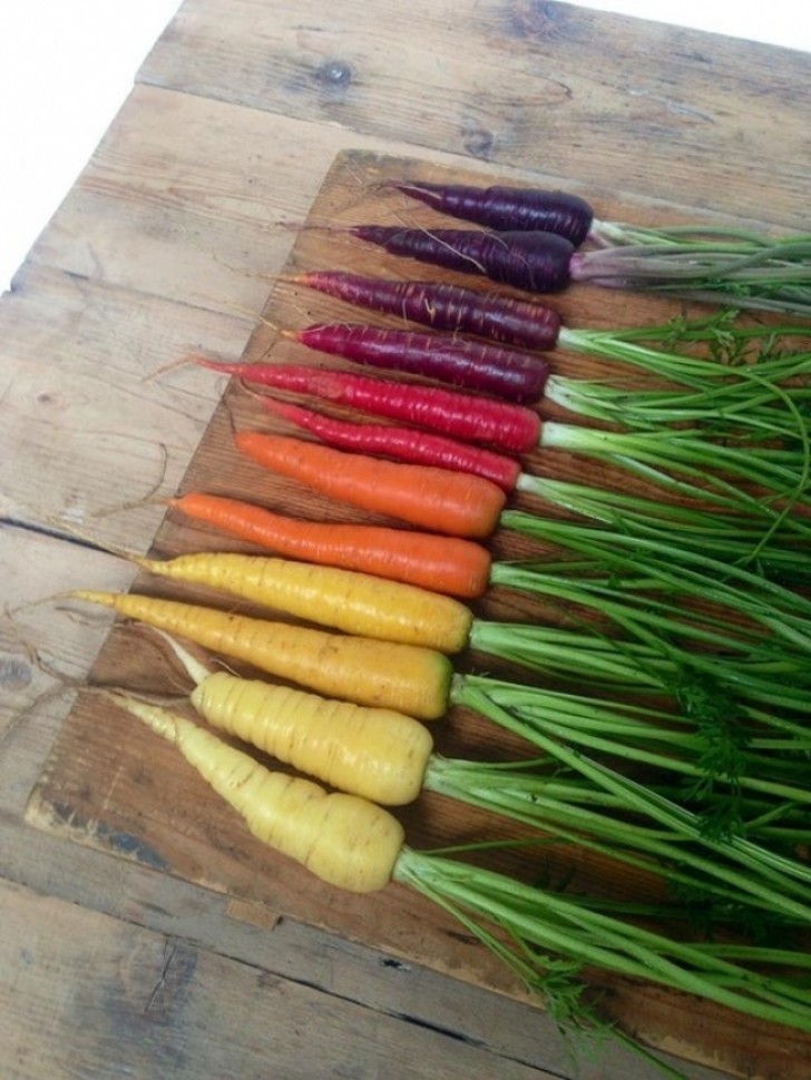 13. The beautiful and colorful nuances of carrots.