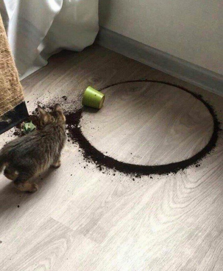 15. When a cat disaster turns into a masterpiece.