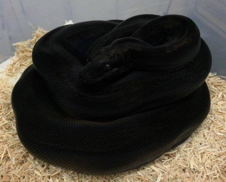 17. Esta serpiente negra no tiene nada fuera de lugar.
