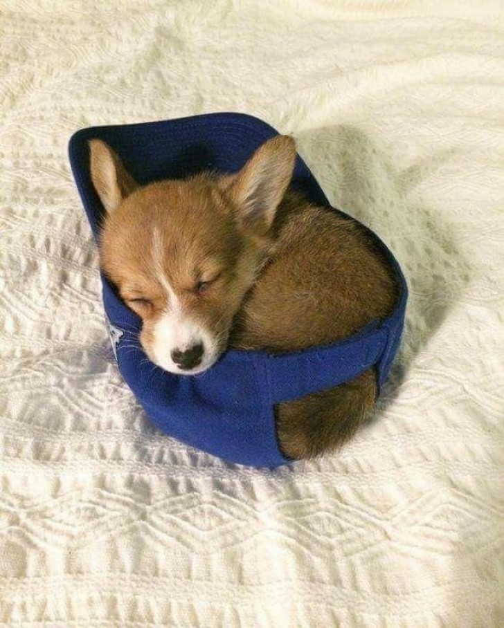 18. Este cachorro esta en la gorra del patron.