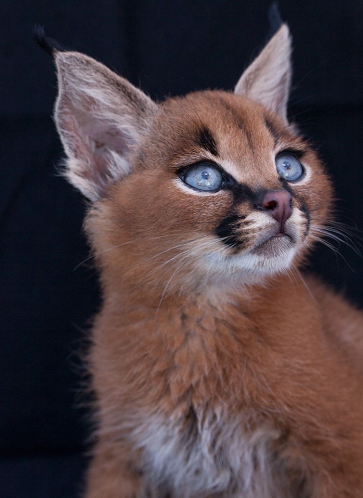 Il ressemble beaucoup à un lynx mais certaines de ses caractéristiques le différencient des grands félins...