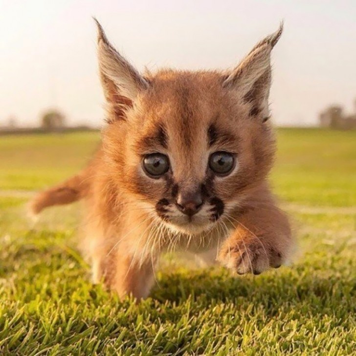 C'est essentiellement un carnivore: dans la nature il se nourrit de petits rongeurs, d'oiseaux mais aussi de plus grandes gazelles.