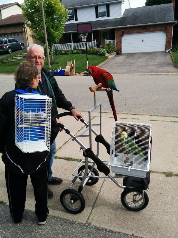 Esta pareja de vecinos tiene la costumbre de llevar de paseo a sus papagallos.