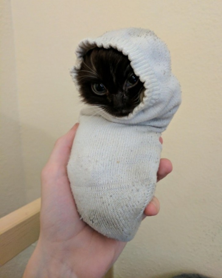 1. Questo gattino ha trovato la sua cuccia in un calzino.