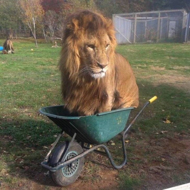 2. Che ci fa un leone in una carriola?