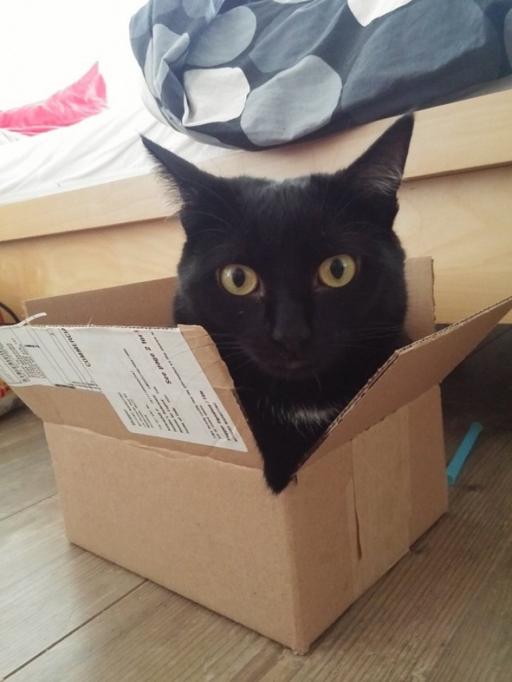 6. Le scatole, i letti preferiti dei gatti!