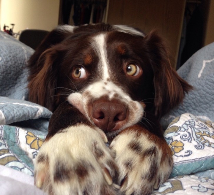 Deze hond weet hoe hij zijn baasje voor zich moet winnen.