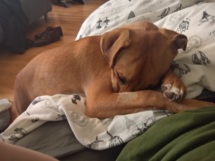 My dog knows that it is forbidden for him to climb up onto my bed ... But he just cannot stay completely away from me ... what a sweetheart!