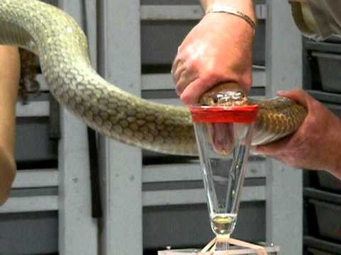 Menschlicher Schlangengift-Extrahierer