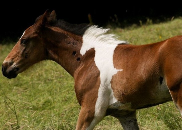 10. An incredible likeness of white horse tattooed by nature --- on a brown horse!