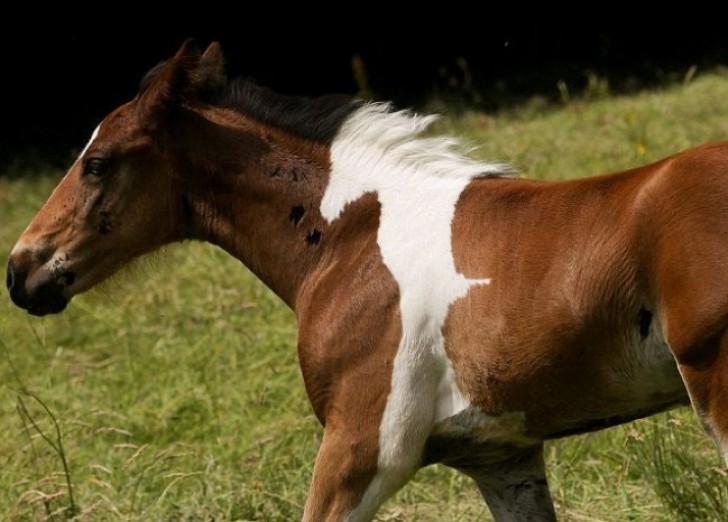 10. Ein weißes Pferd auf ein braunes Pferd tätowiert.