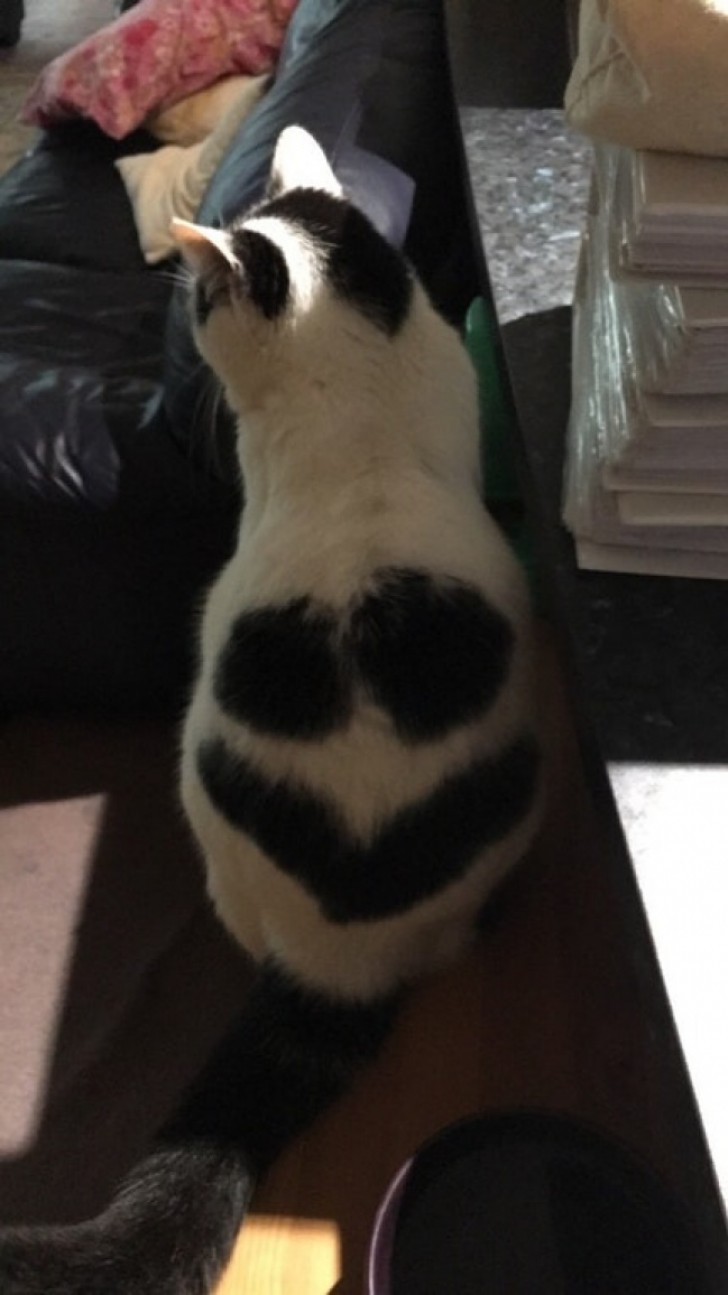 2. A cat with Tim Burton smile on its backside.