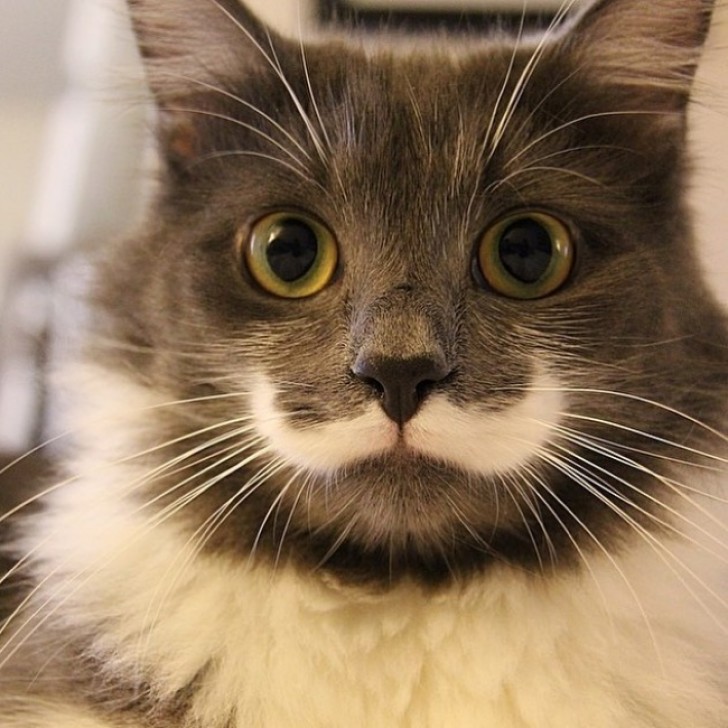 4. Gato com bigode.