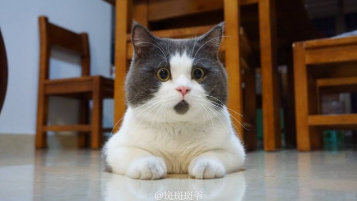 5. A genetically "stunned" looking cat.