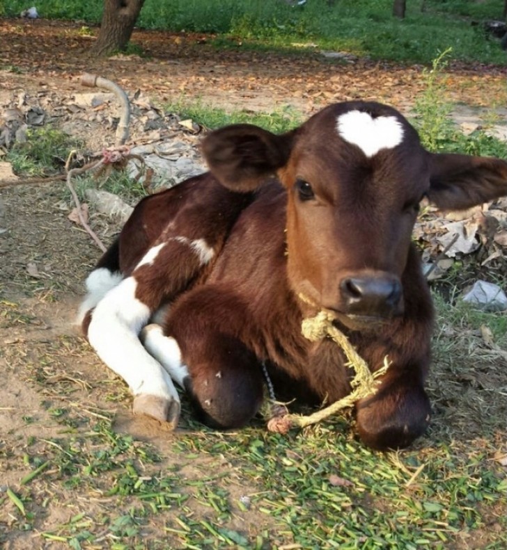 8. A vaca com o coração na testa.