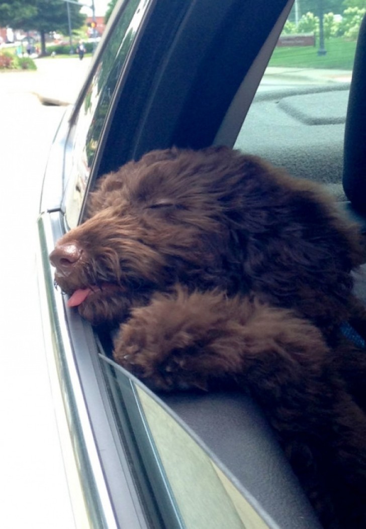 El primer viaje en auto de este perro.