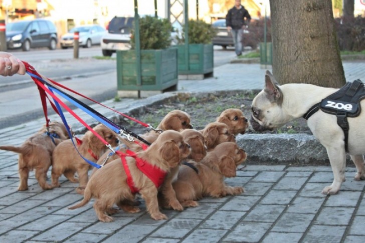 El primer paseo de estos cachorros.