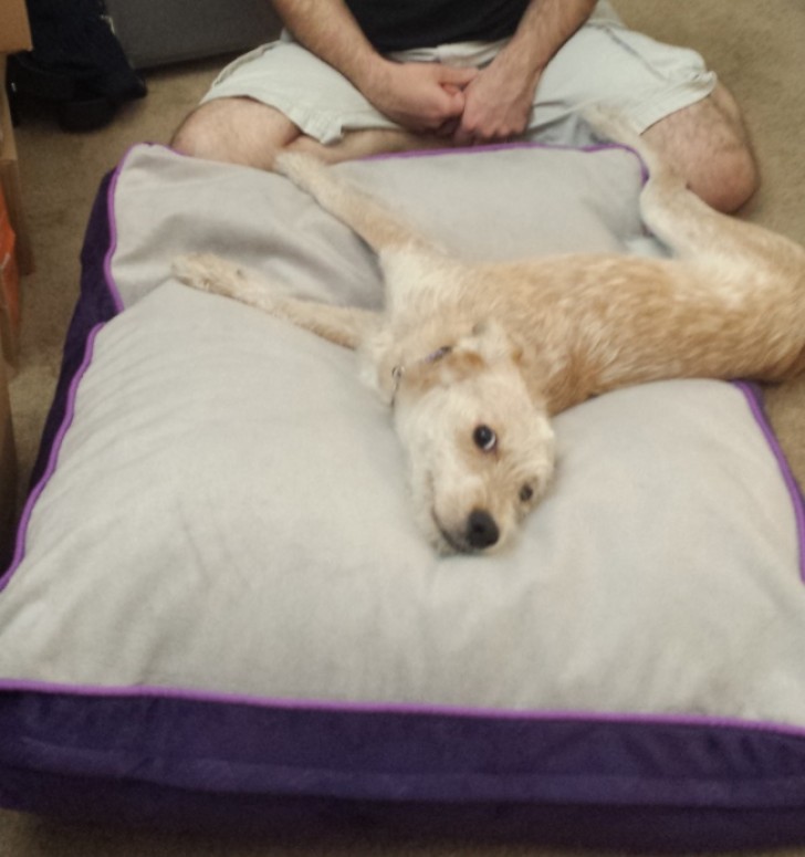 "Adopté este perro a la perrera, este es el momento en que ella llegó a casa por primera vez y se dio cuenta de que esta era su cama".