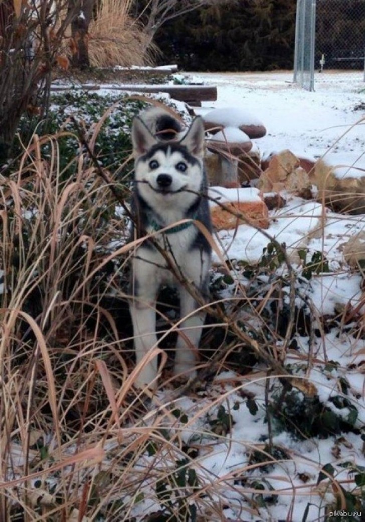 Un feliz Husky mientras disfruta de su primer invierno.