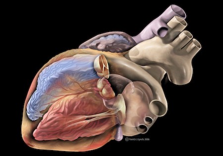 3. Gedurende een gemiddeld leven, pompt het menselijke hart ongeveer 200 miljoen liter bloed.