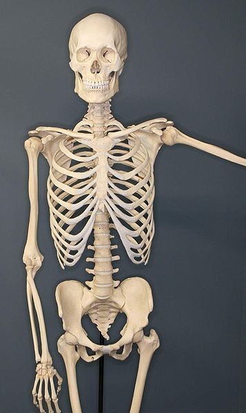 4. Le cellule ossee si rigenerano continuamente facendo sì che ogni 10 anni lo scheletro umano ne risulti completamente rinnovato.