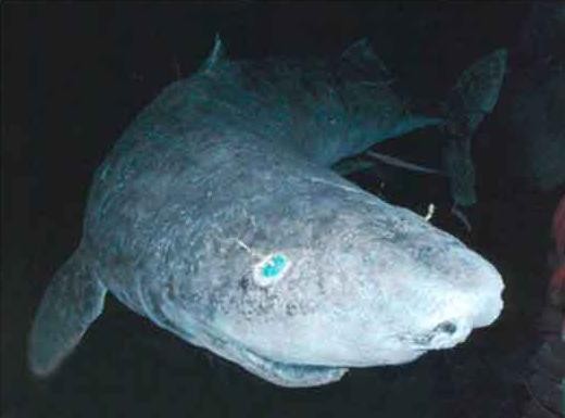 Volgens een schatting, zou de Eqalussuaq (zoals de Inuiten de Groenlandse haai noemen) een leeftijd van 392 jaar hebben...
