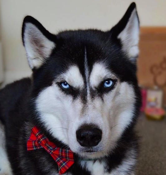 Wie man auf diesem Bild sehen kann sieht Anuko von ganz alleine sehr ernst aus. Für Weihnachten wollte sein Frauchen mit ihm ein Fotoshooting machen.