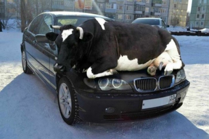 21. Du bist spät dran und dein Auto wird von einer Kuh blockiert